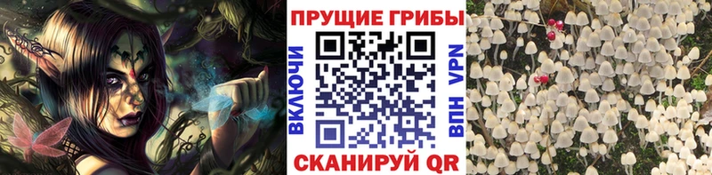 Галлюциногенные грибы Psilocybine cubensis Аткарск